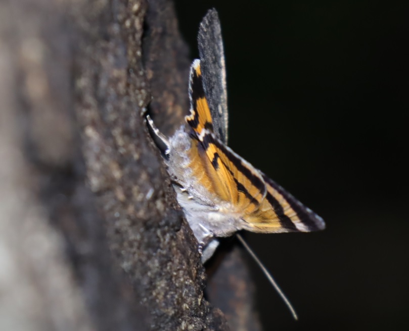 キタシバ_凄いコナラ_2023年6月3日20時 気温19.8度